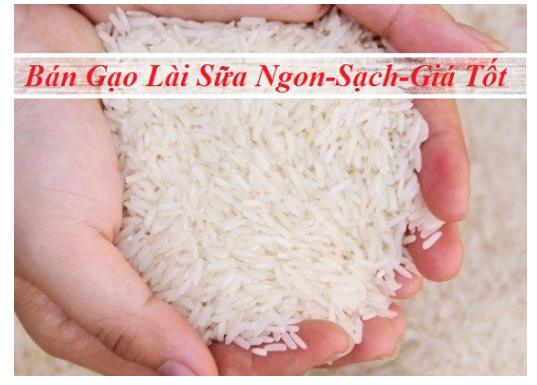 FREE SHIP MAX Gạo Lài Sữa đặc biệt