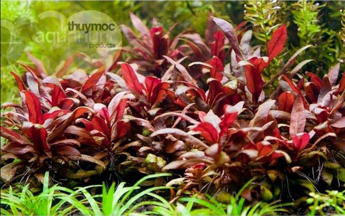 [Hoàn Tiền 10%] Cây Thủy Sinh: Huyết Tam Lan