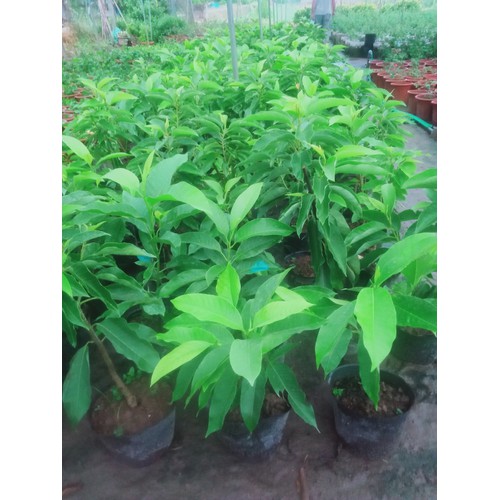 CÂY HOA NGỌC LAN VÀNG