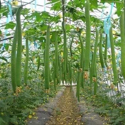 [Seeds] Hạt giống mướp hương xanh trái dài lai f1 Rado 32, đóng gói 1gr (khoảng 10 hạt)