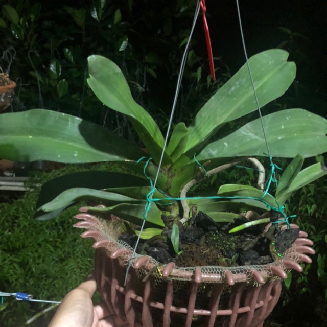 Phong Lan Ngọc điểm đai trâu thái mẹ bồng con