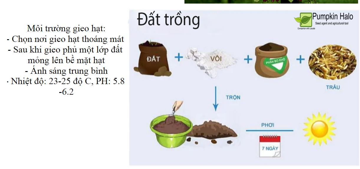 [HCM]CÀ CHUA LEO GIÀN THÁI LAN- GÓI 4 HẠT .
