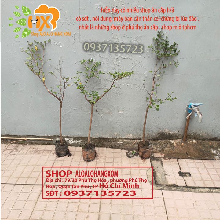 COMBO 3 CÂY BÀNG ĐÀI LOAN CAO TỪ 25-40CM -( BÀNG LÁ NHỎ)