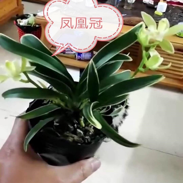 Địa lan lá biên phát tài đột biến- hoa tuyệt đẹp