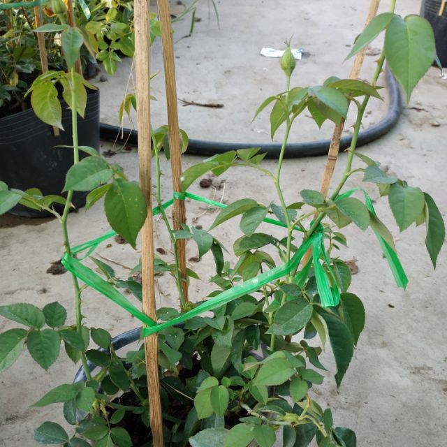 Hồng leo tường vy