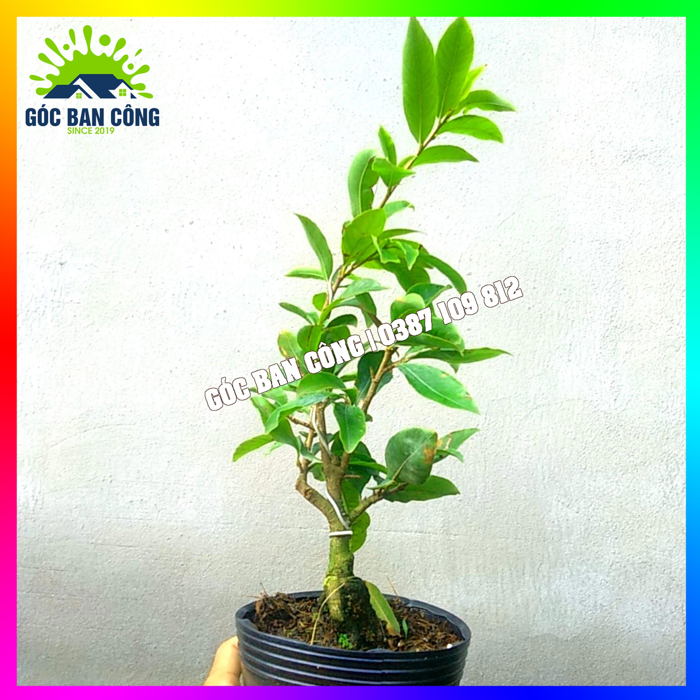 Mai Vàng Gốc Quái Dáng Bonsai Mini