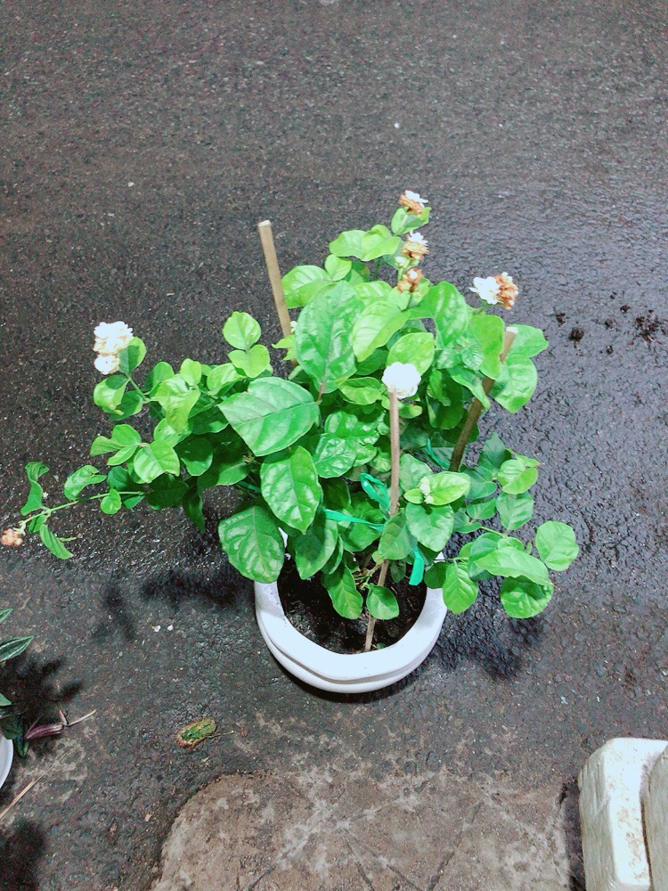 Chậu Hoa Nhài Thơm