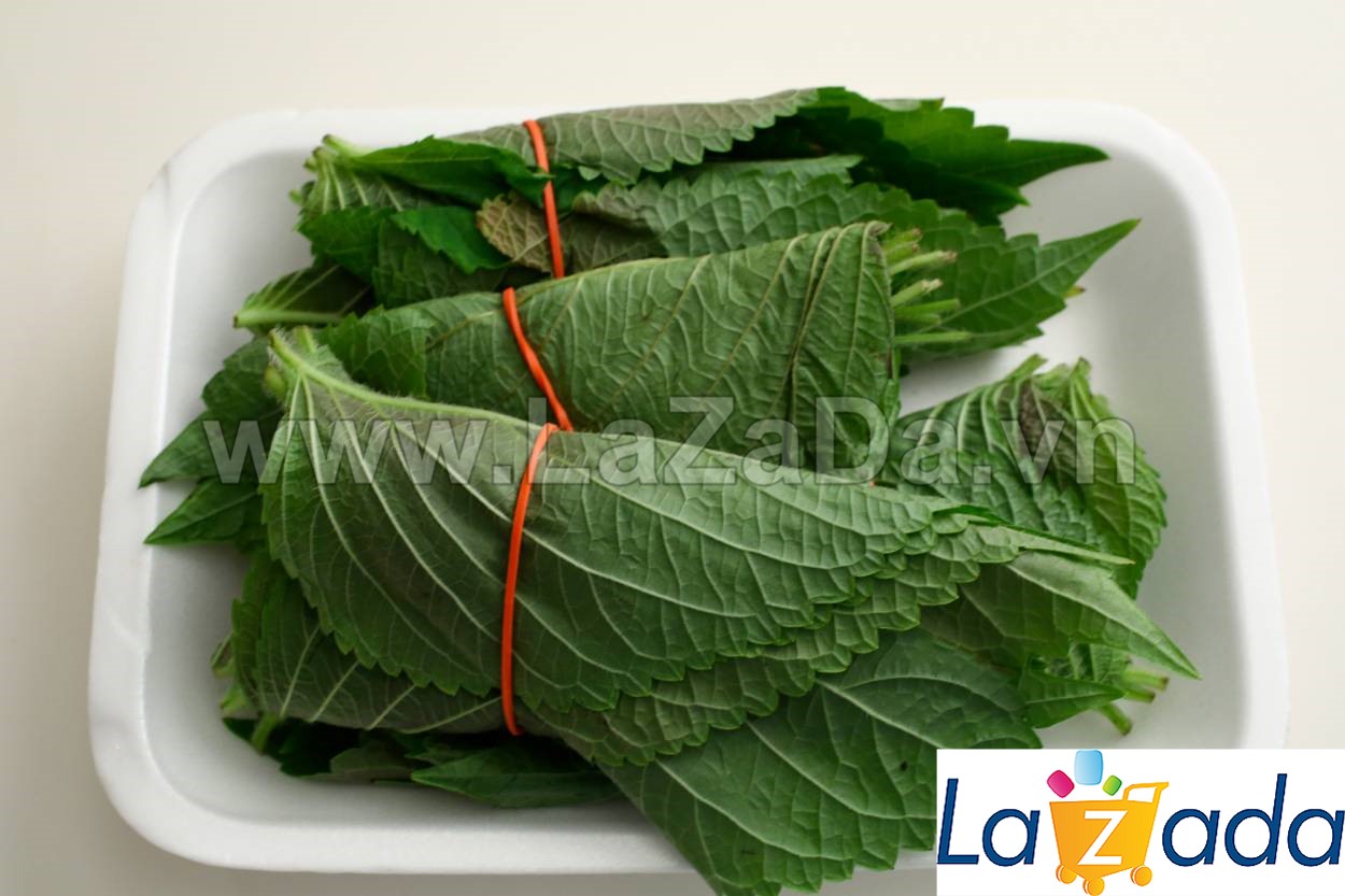 0.5Gr Hạt Giống Lá Vừng Hàn Quốc Xanh (TLA1| G12*V34*M170)