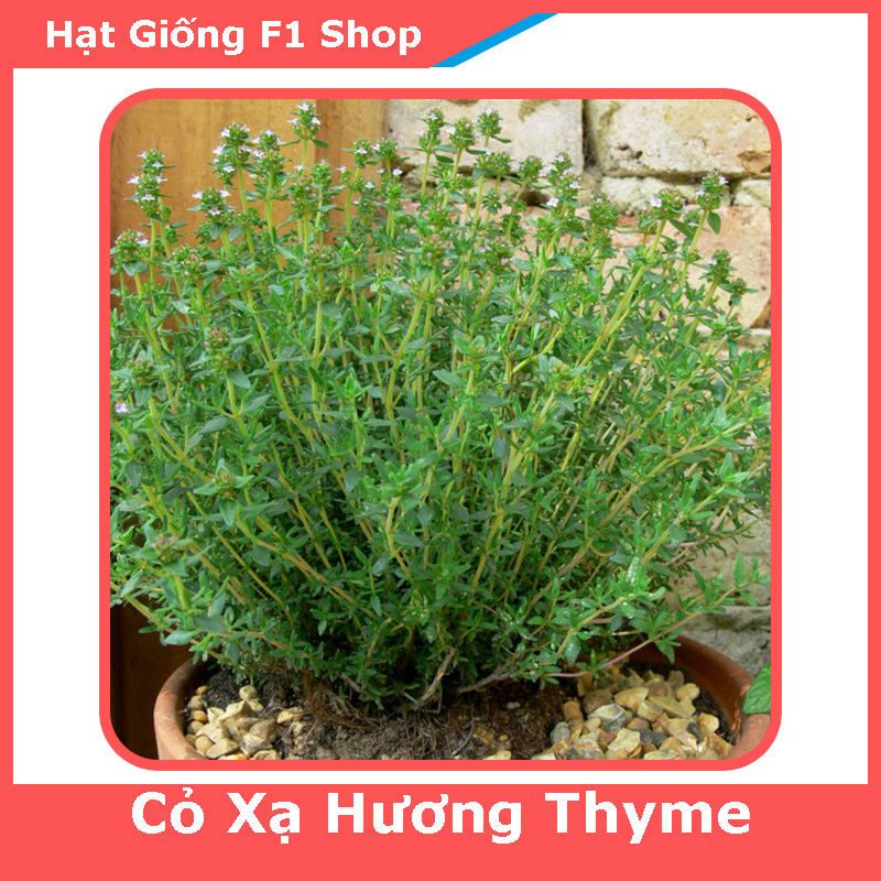 Hạt Giống Cỏ Xạ Hương Thyme (133.F1) (50H)