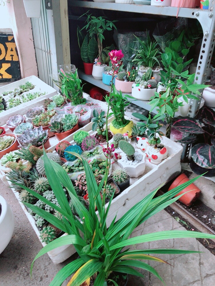 Lan đất hay chu đinh lan hoặc địa lan