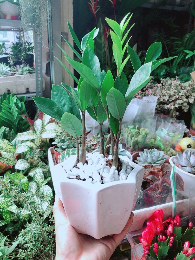 [HCM]Chậu Cây Kim Tiền Thái