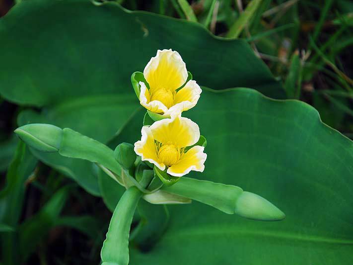 Hạt giống kèo nèo(rau tai tượng) CT65 - Gói 0.1gram