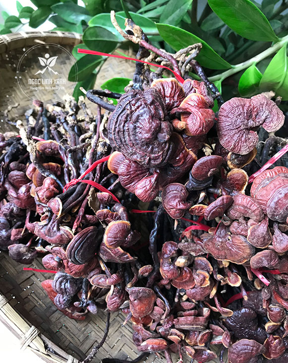 NẤM LINH CHI (CỔ CÒ) Khô chuẩn rừng