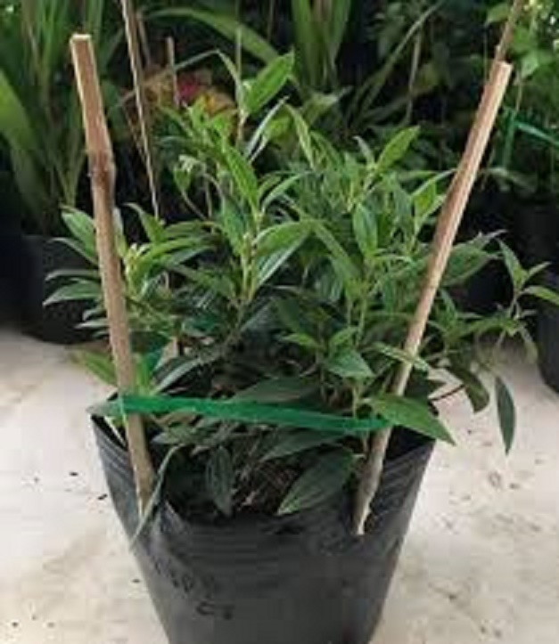 CÂY HOA MUA TÍM THÁI LAN SIÊU ĐẸP