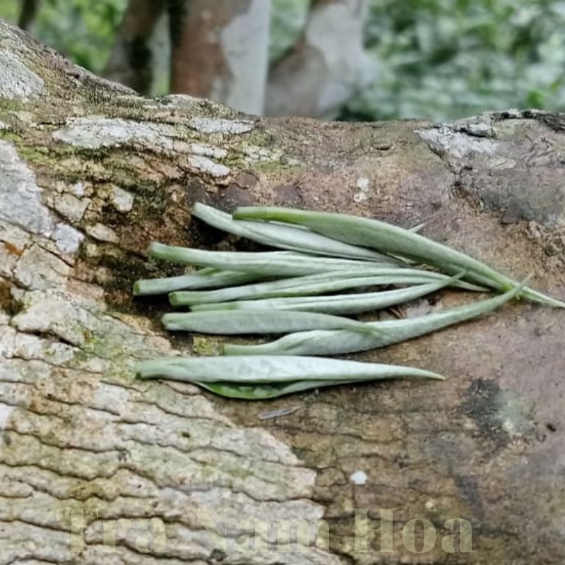 100g Bạch Trà Shan Tuyết Tây Côn Lĩnh