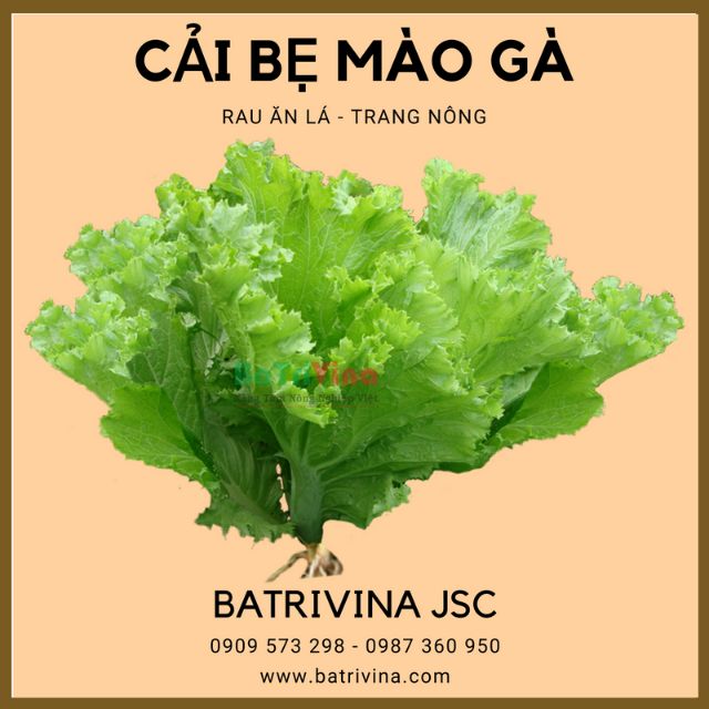 [HCM]Gói 20Gr Hạt Giống Cải Bẹ Xanh Mào Gà Trang Nông