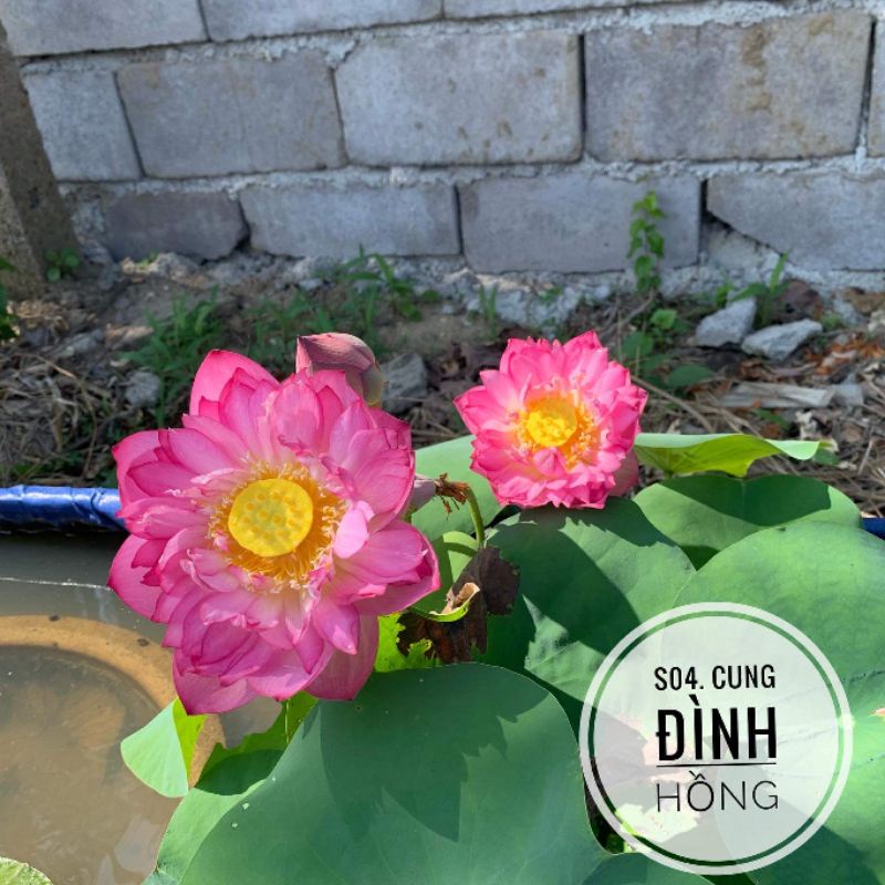 Củ sen, ngó sen đây ạ------- củ sen giống mini nhật siêu nụ