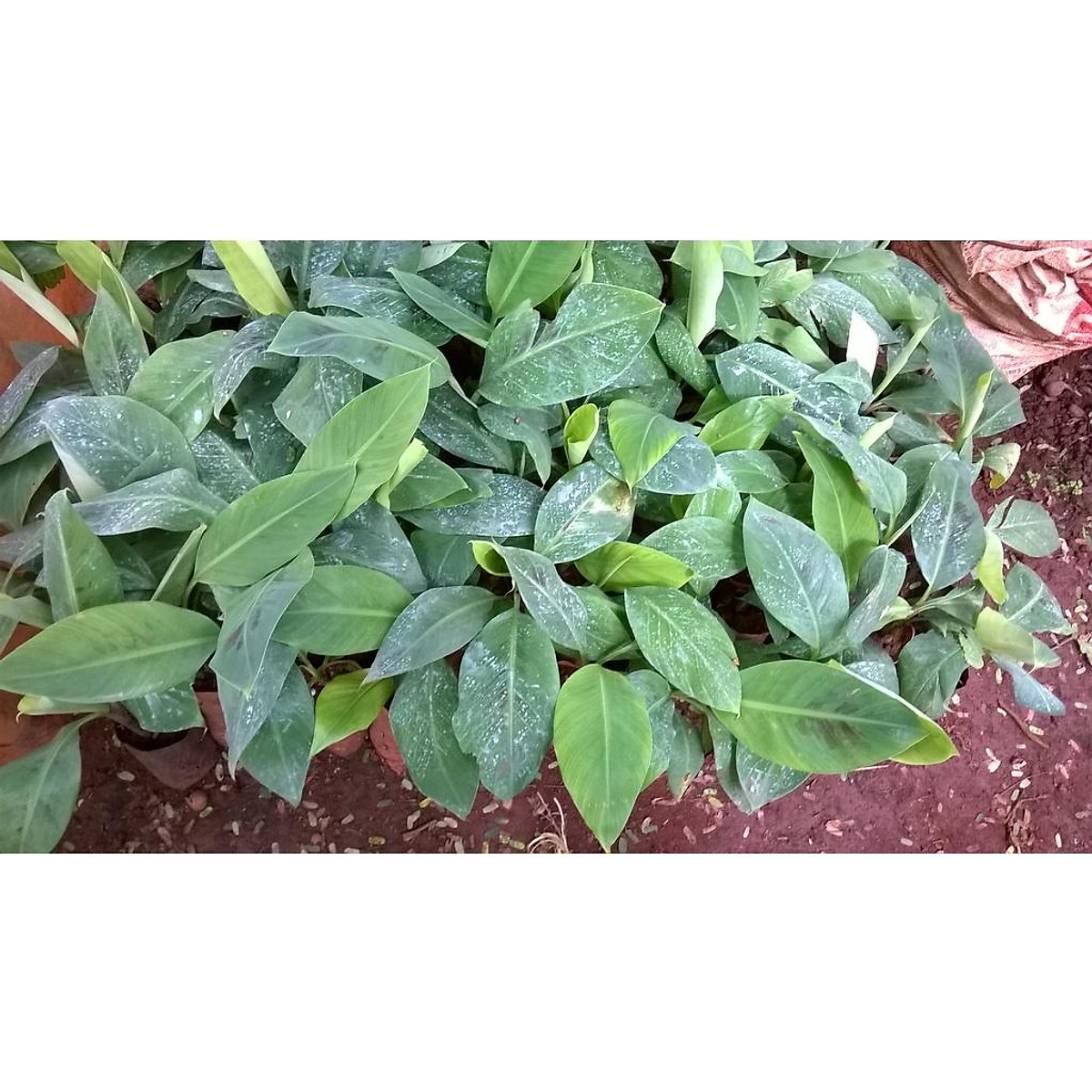 CÂY GIỐNG CHUỐI HỘT RỪNG CẤY MÔ .