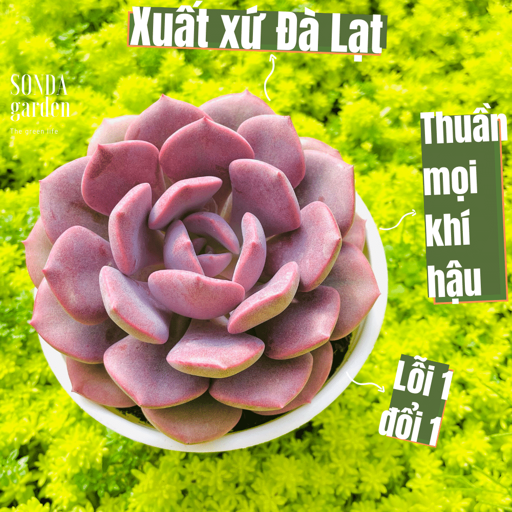 Sen đá hồng hoa size trung bình lỗi 1 đổi 1