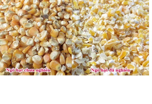 Túi 100 gr ngô ( bắp ) nghiền cho hamster , gà đá , chim , sóc ...