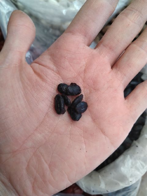100g Hạt tàu xì (món ăn người Hoa)