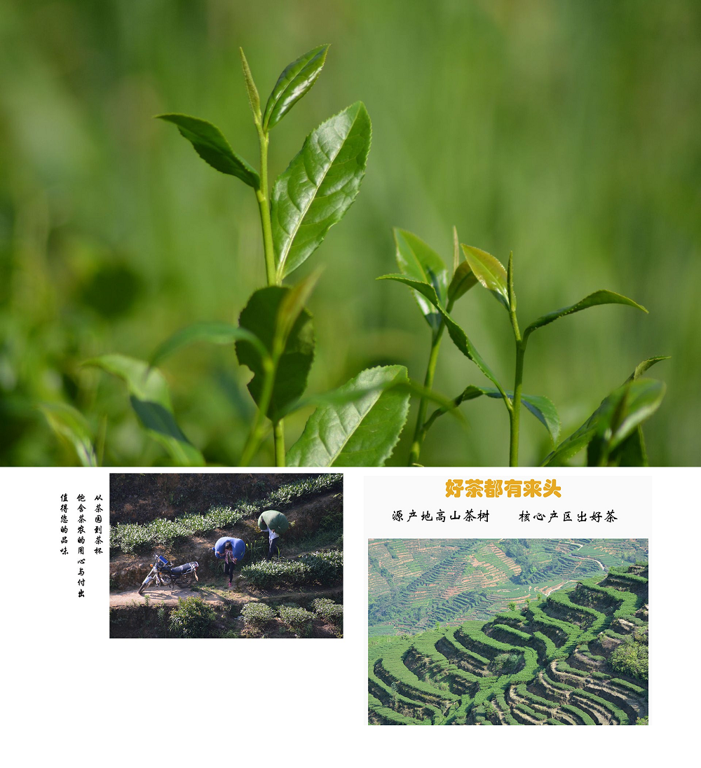 Trà ô long Alishan (A Lý Sơn), Trà ô long Đài Loan cao cấp