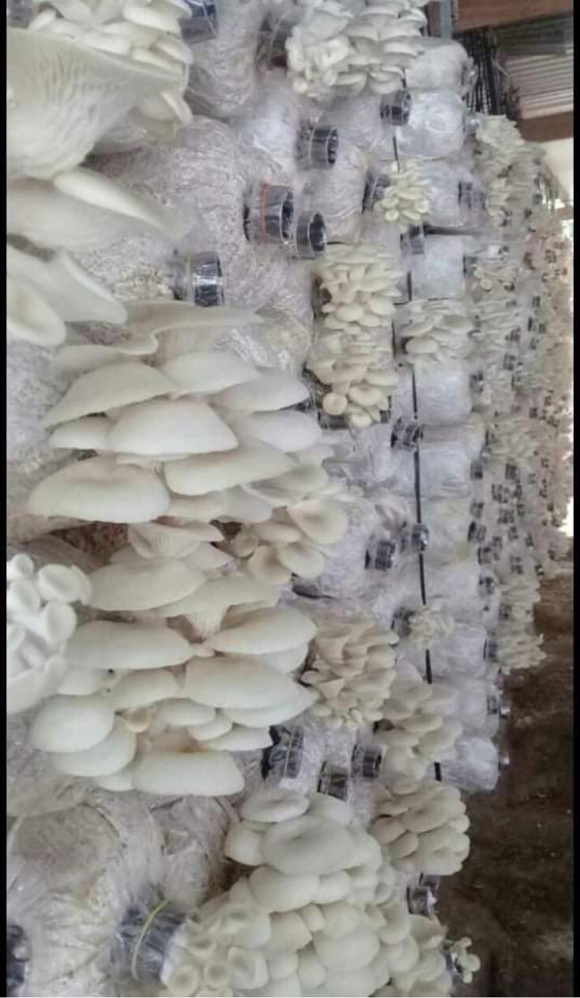 PHÔI NẤM SÒ TRẮNG