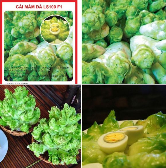 Hạt giống cải mầm đá F1 - 0.2 gr/gói