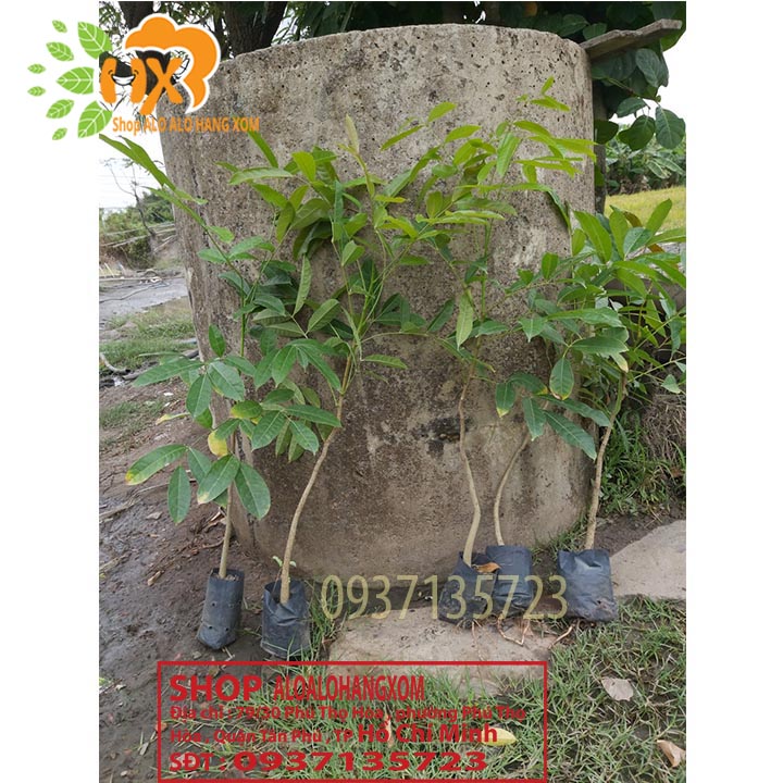 [HCM]Combo 5 cây xà cừ -cây giống
