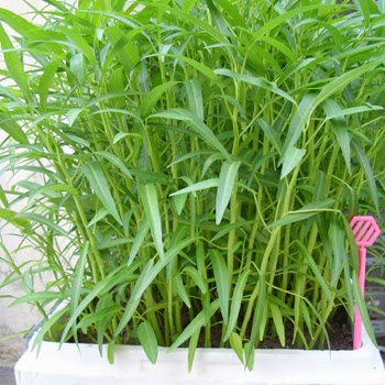 Hạt giống Rau muống cao sản lá Tre VTS36 | Vạn Tín Store