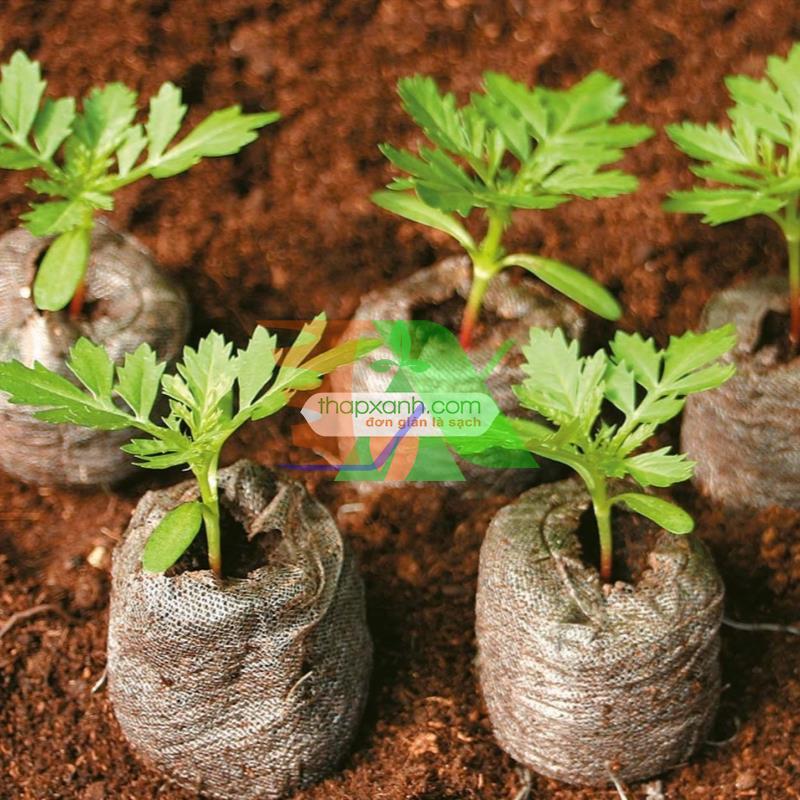 Box 200 tablets ươm beads, tablets Coir