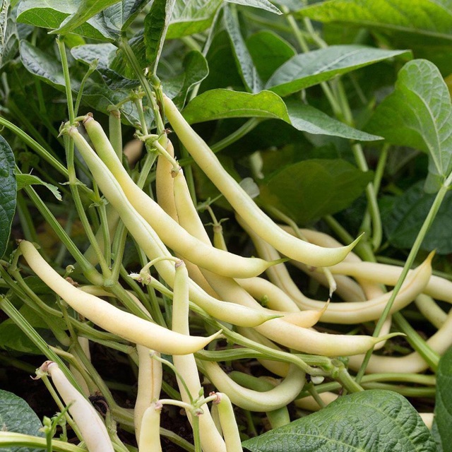 Italian Yellow Cove Bean Seeds
