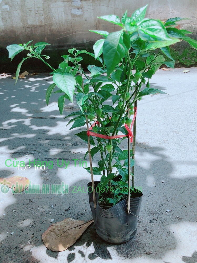 Ớt kiểng biquinho độc lạ ăn được