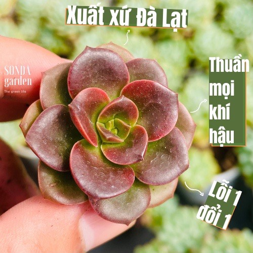 Sen đá nhật nguyệt size mini siêu khỏe đẹp lỗi 1 đổi 1