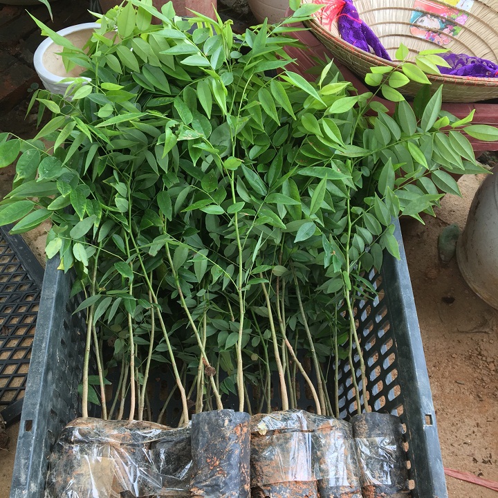 BẦU CÂY GIỐNG CÂY SƯA ĐỎ