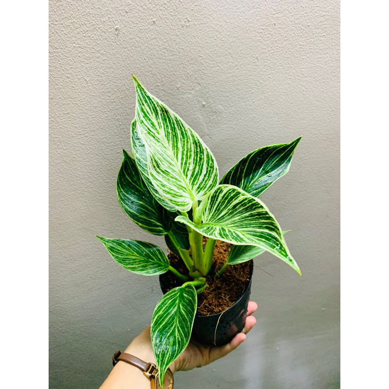 Philodendron Birkin - Trầu bà đế vương kim cương