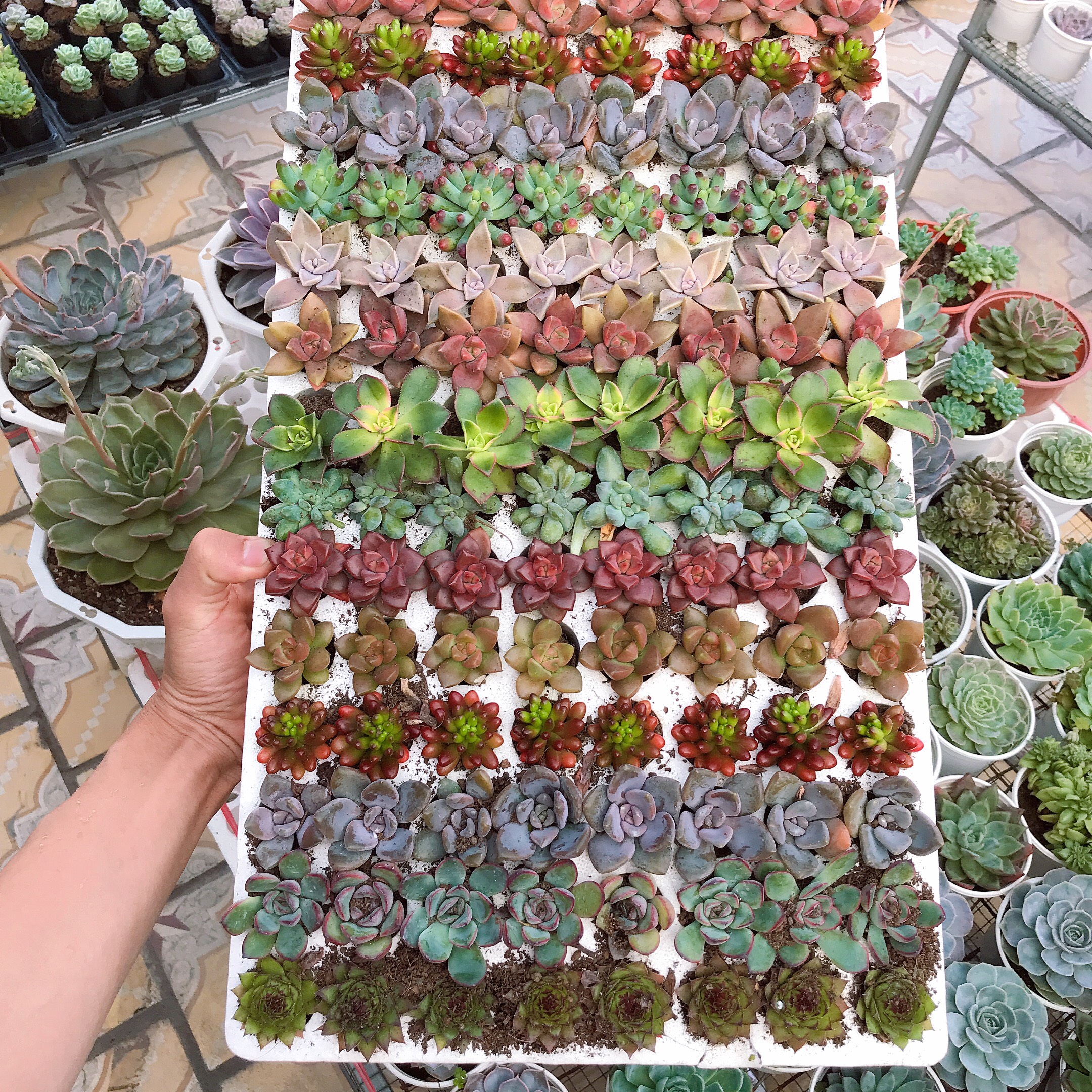 COMBO 10 loại sen đá mini mix màu .