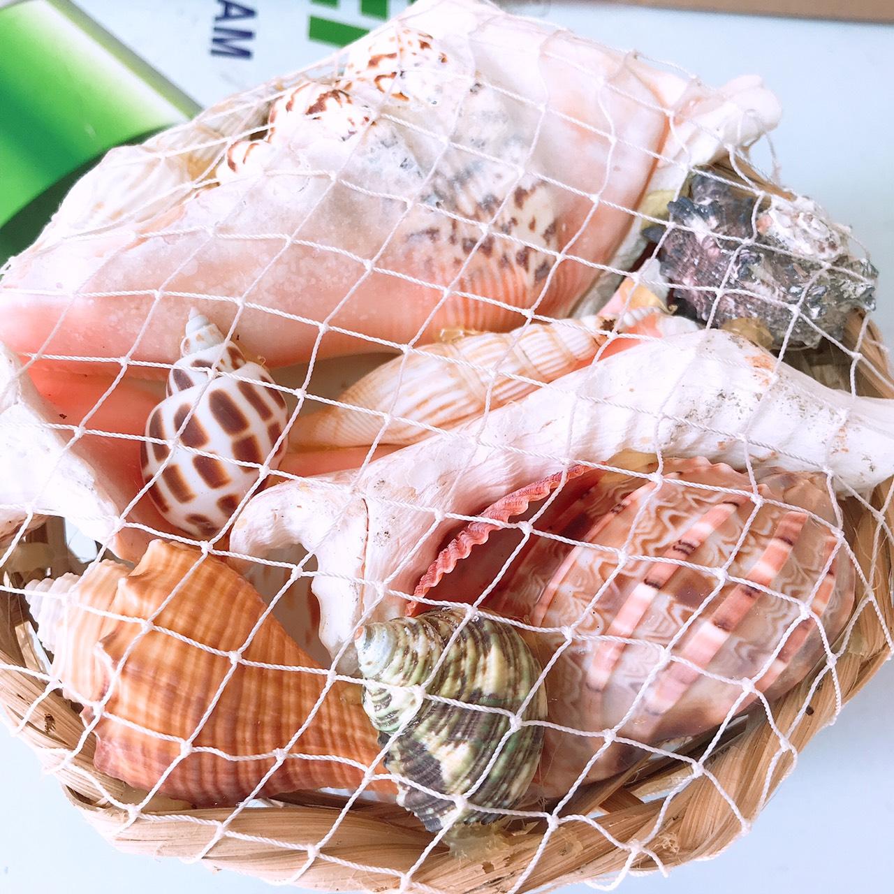 vỏ ốc vỏ sò - giỏ vỏ ốc siêu đẹp trang trí [ 1 giỏ y hình ]