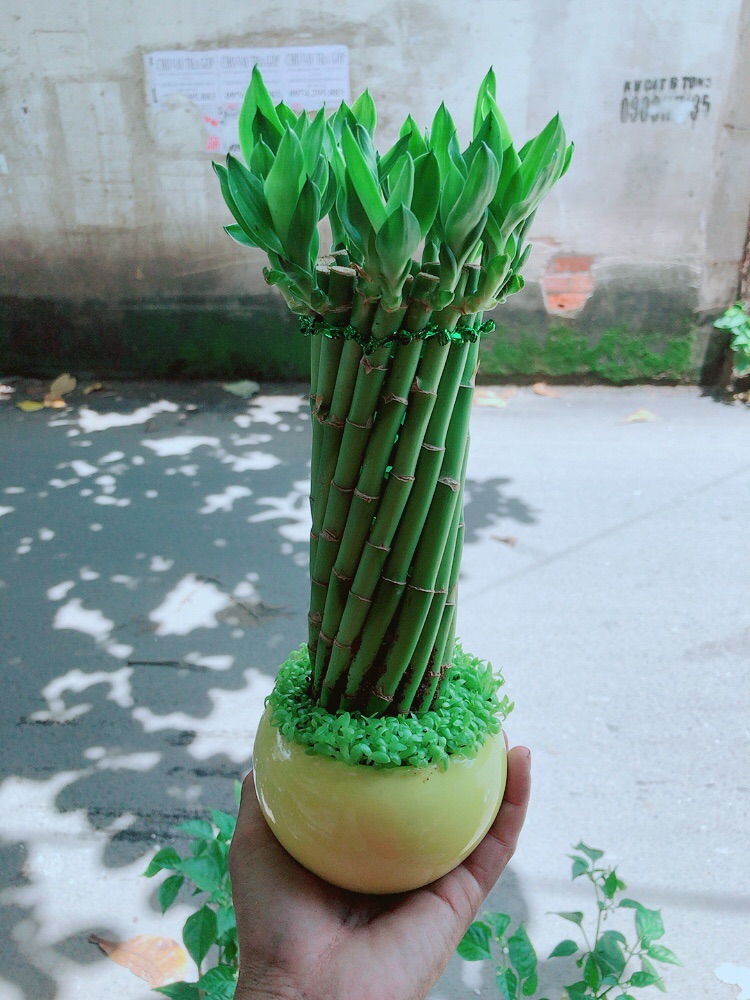 Chậu Trúc Phát Tài