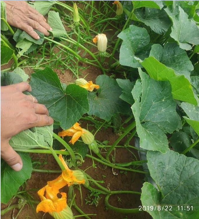 Hạt giống bí siêu nụ - Gói 10 hạt
