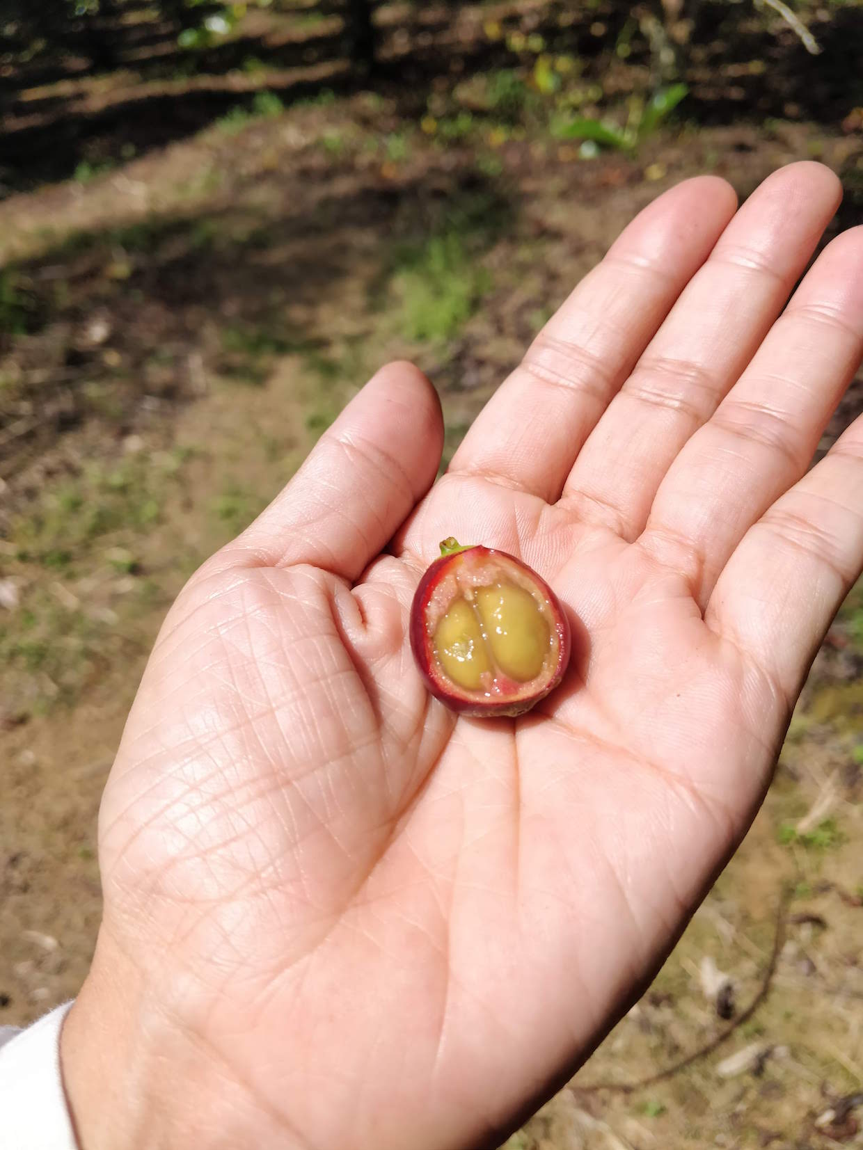 LIBERICA, Cà phê Mít Natural từ Di Linh - G.O Cafe Roastery