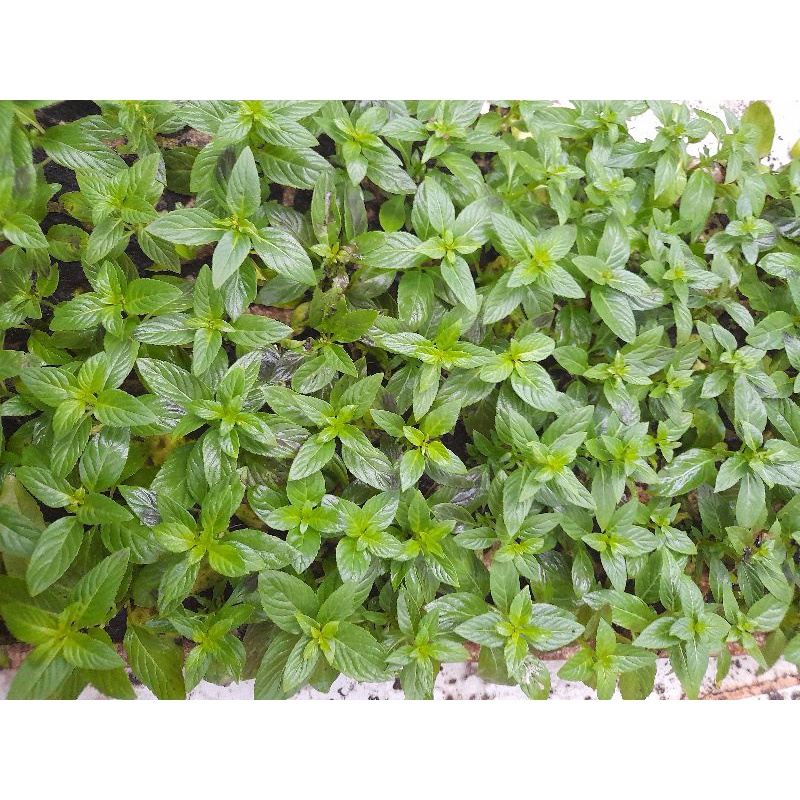 Combo 10 Cây giống húng cây (rau thơm, húng trắng)