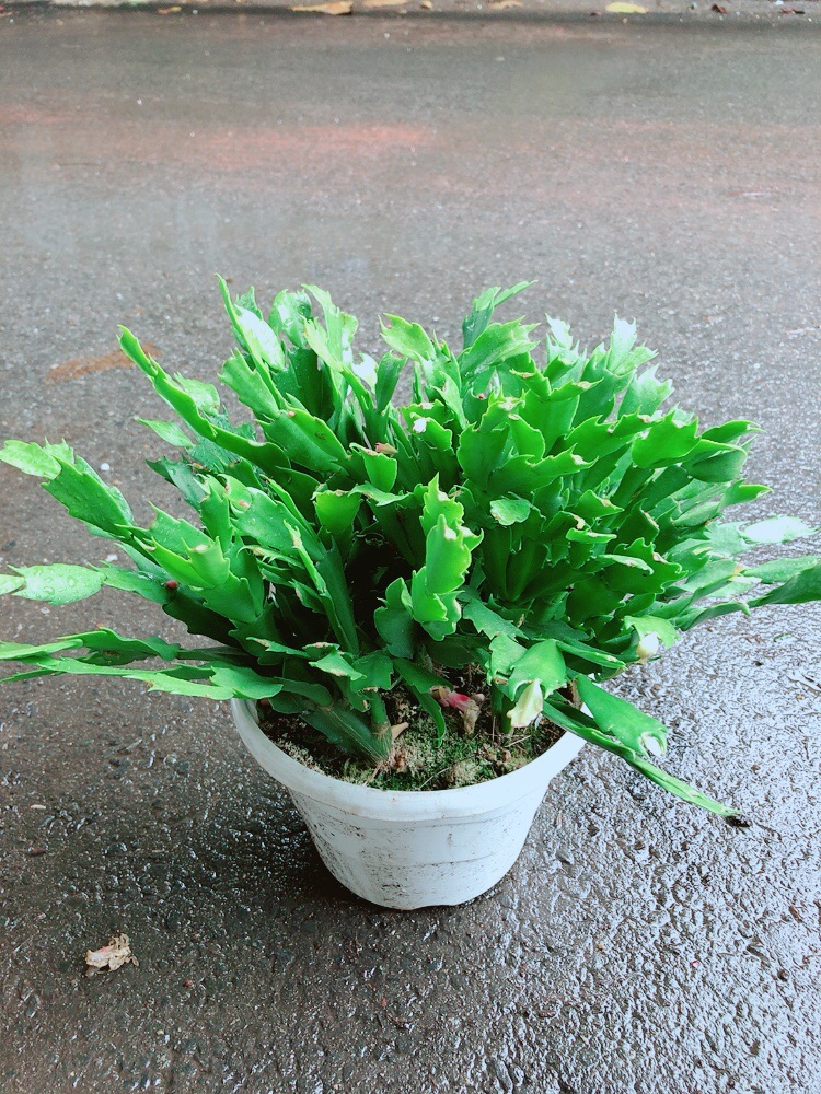 Chậu Hoa Quỳnh