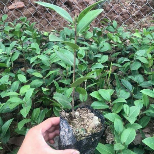 Cây hoa trà my giống có bầu chọn tùy ý