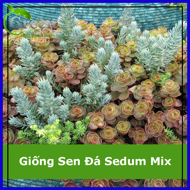 Hạt Giống Sen Đá Sedum Mix Chịu Hạn (50H)