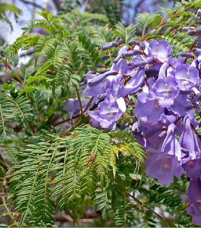 "Gói 5 "Hạt giống hoa phượng vĩ tím [Seeds]