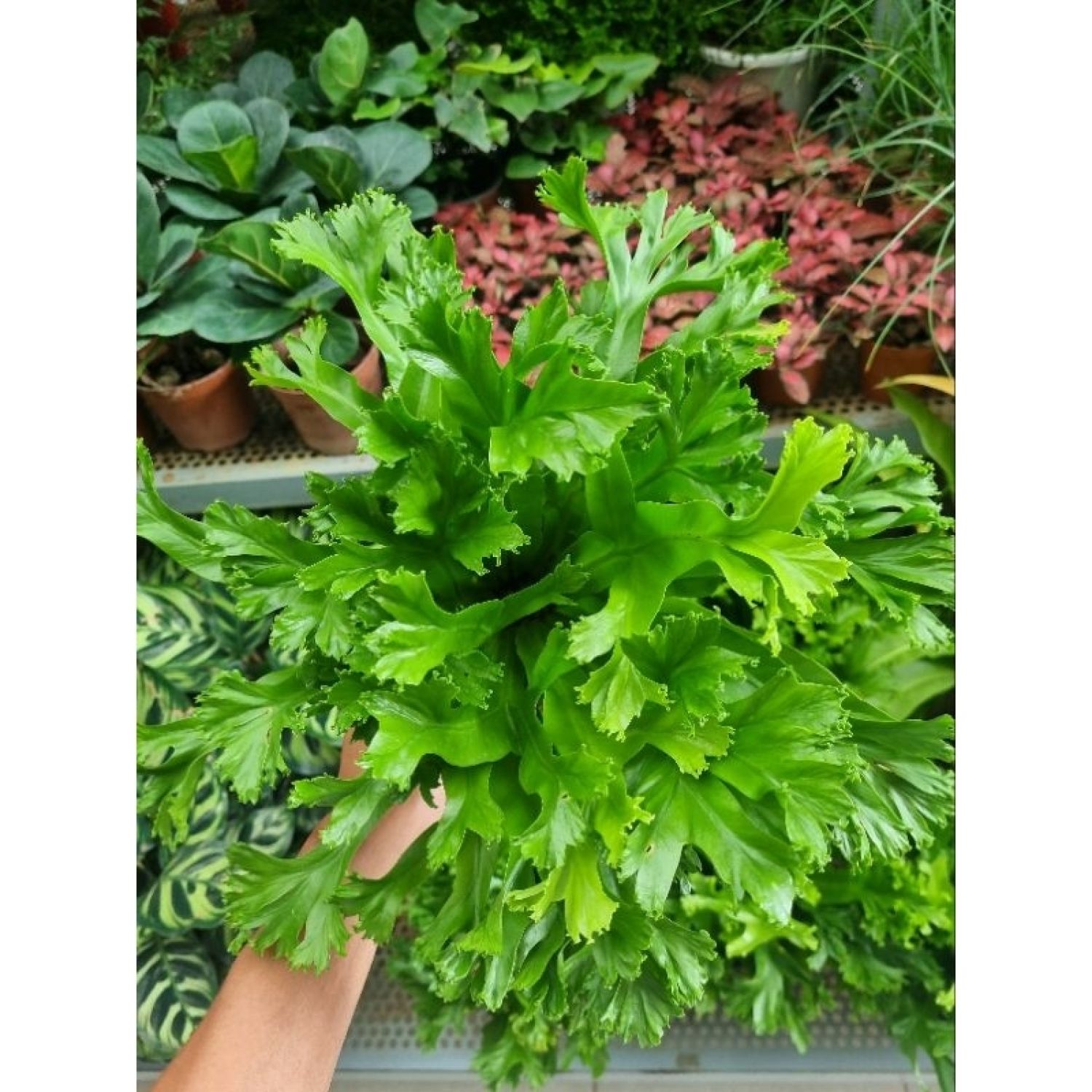 Cây dương xỉ đuôi phụng