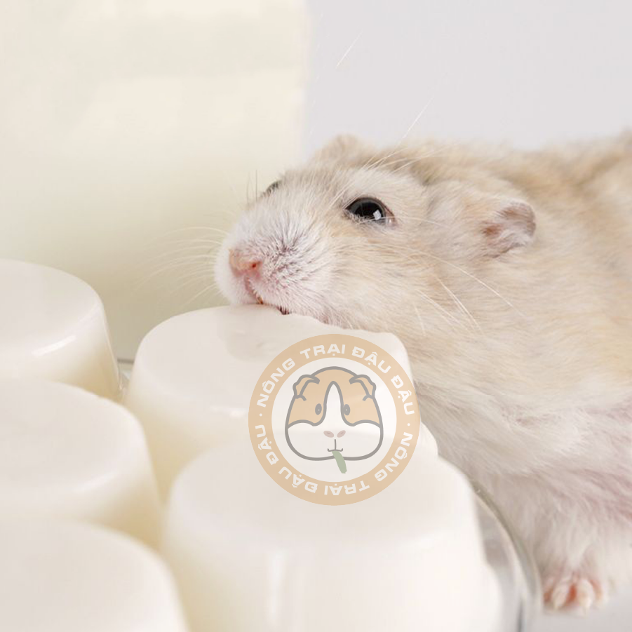 Pudding Sữa Dê Vỗ Béo Cho Hamster, Sóc Bay, Nhím