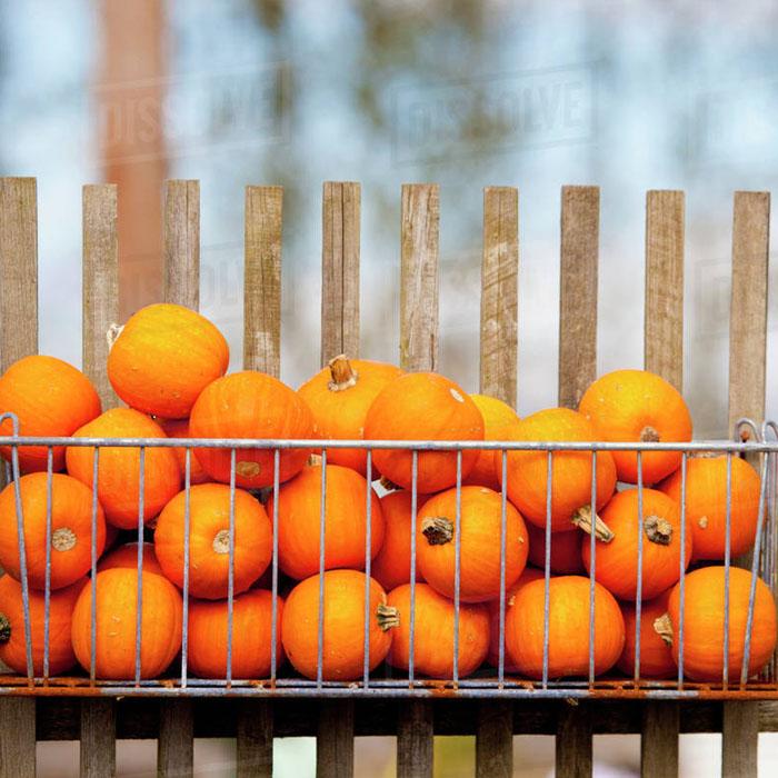miniature pumpkin seeds - Sale Off