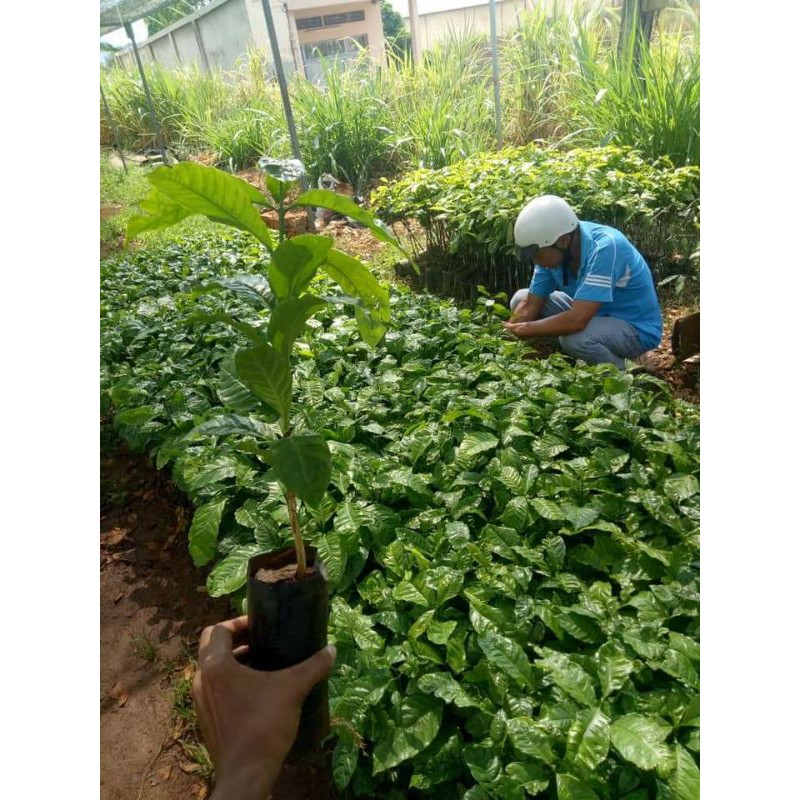 Cây cà phê arabica giống ( cam kết chuẩn giống)